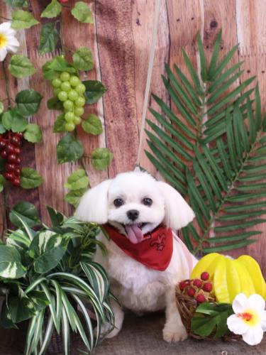 20230829サクラちゃん